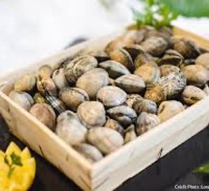 Grey clams from Bretany